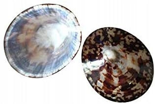BABY SHELL copri capezzoli con conchiglia e madreperla